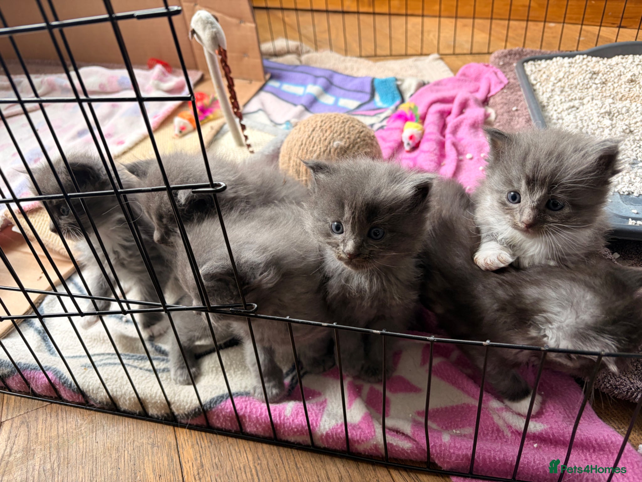 Ragcoon cats Stunning coloured Ragcoon litter  - Advert 4
