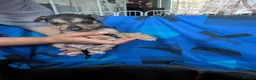 Mixed Breed dogs for sale: Huntaway puppies in need of a loving home - Advert 8