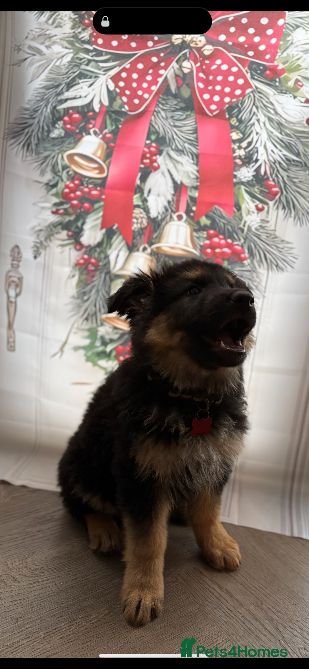 German Shepherd dogs for sale: 🐾 Beautiful Family-Raised German Shepherds 🐾 - Advert 18