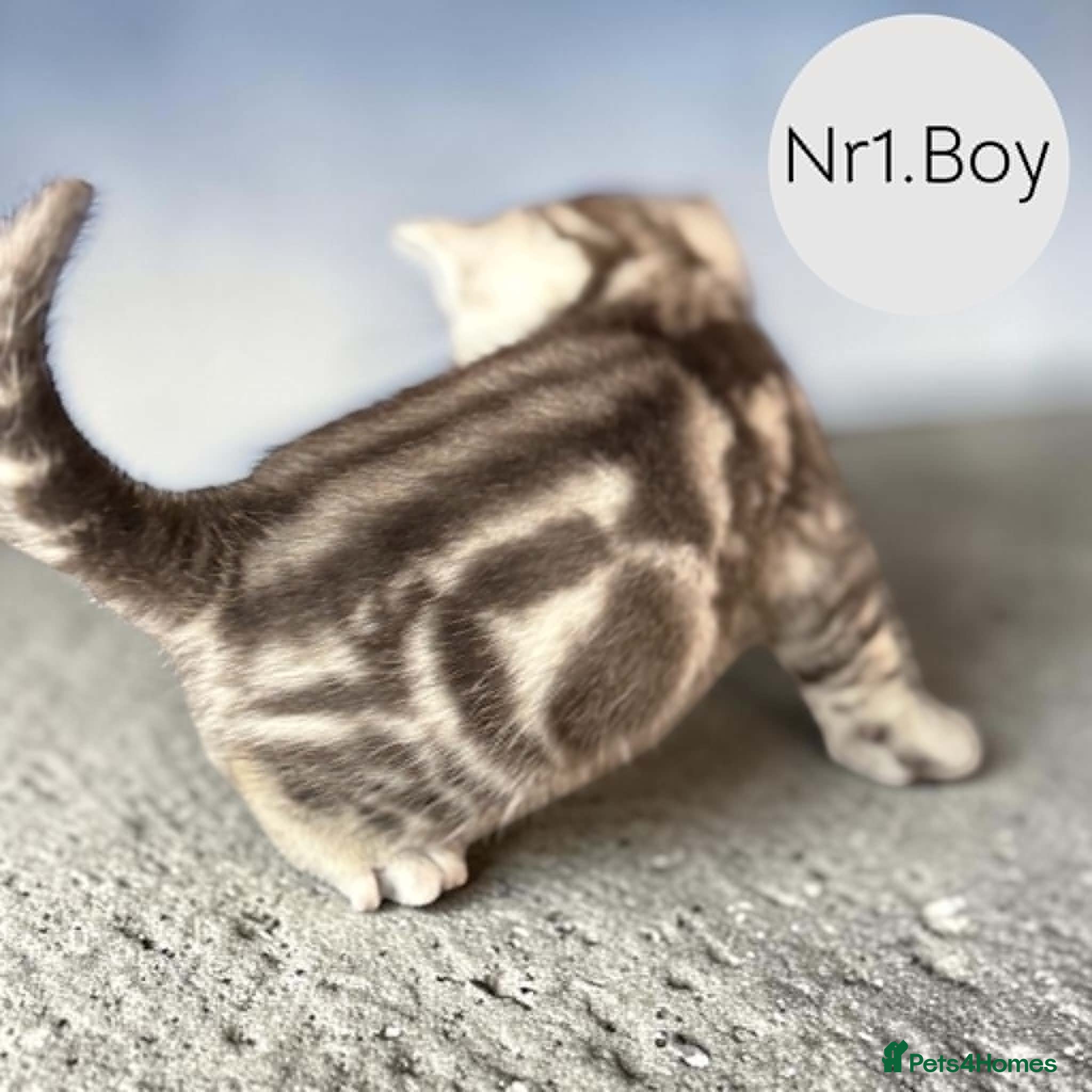 Scottish Fold cats for sale: 6 Pedigree Scottish Fold and Straight Kittens - Advert 22