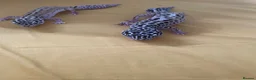 Leopard Gecko reptiles for sale: Leopard gecko sisters in Great Yarmouth - Advert 3