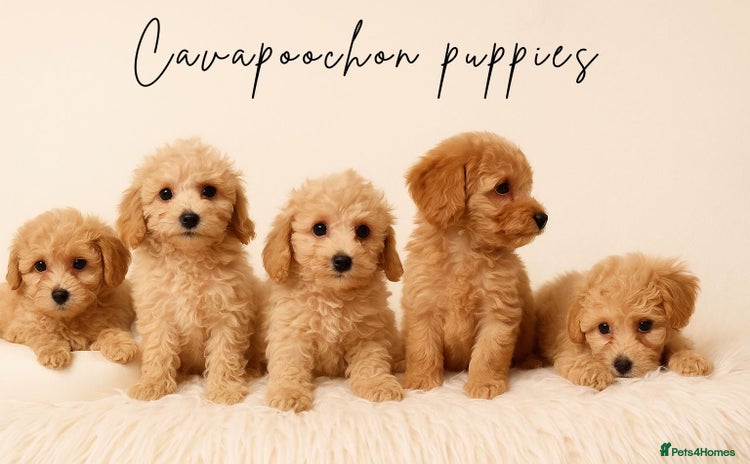 Cavapoochon dogs Stunning Cavapoochons, vaccinated & ready now  - Advert 2