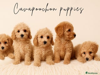 Cavapoochon dogs Stunning Cavapoochons, vaccinated & ready now - Advert 6