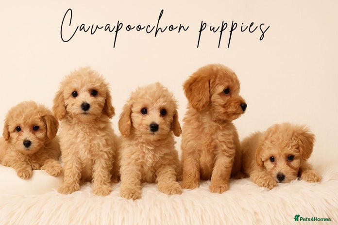 Cavapoochon dogs Stunning Cavapoochons, vaccinated & ready now - Advert 2
