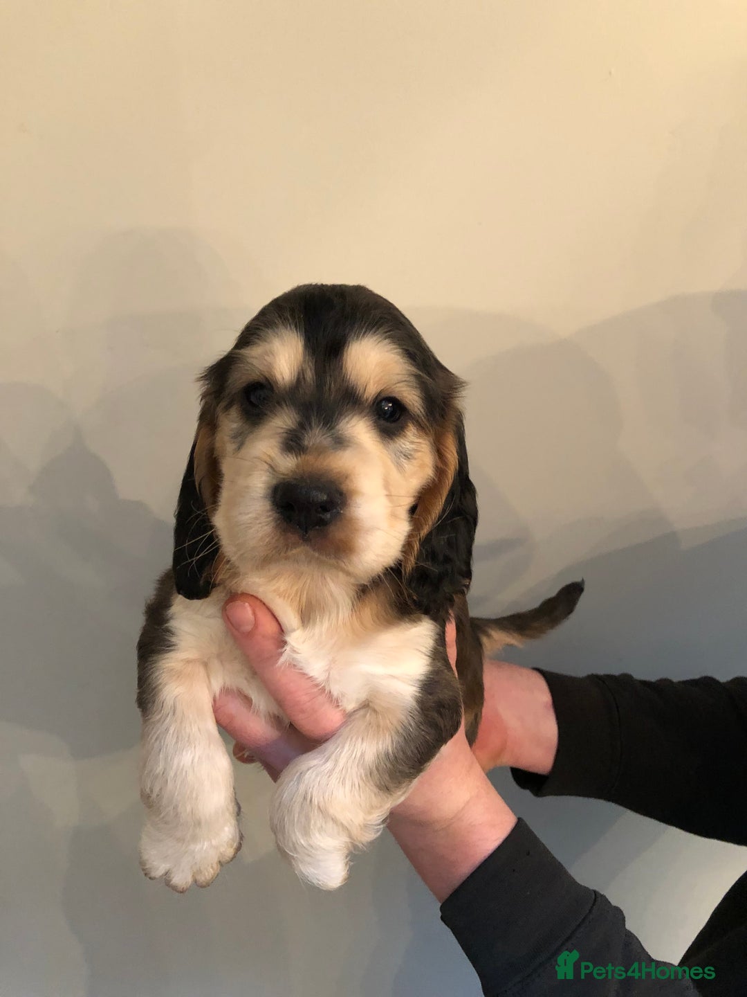 Cocker Spaniel dogs for sale: Beautiful litter of KC reg Cocker Spaniel puppies - Image 2
