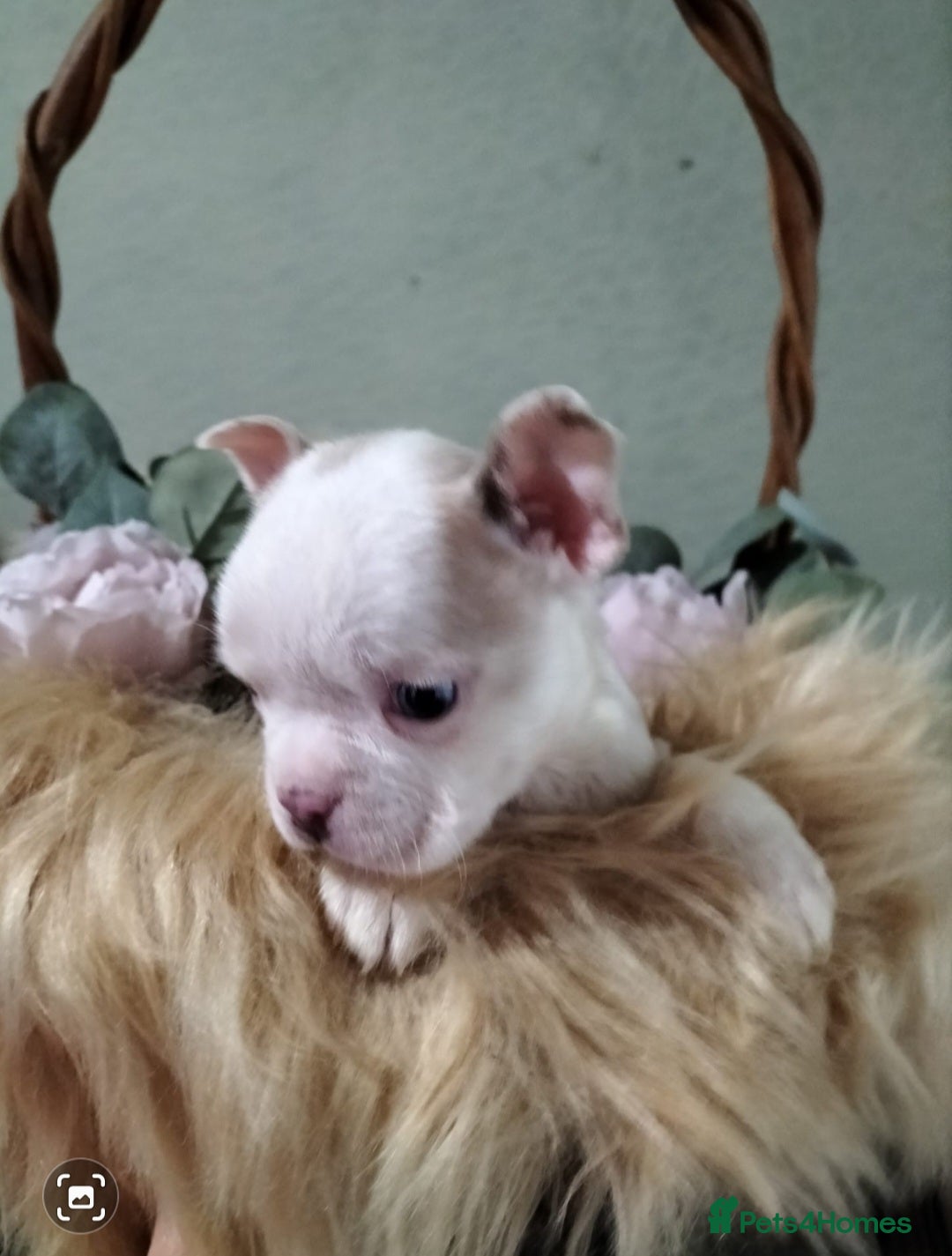 Boston Terrier dogs for sale: Rare Merle Champagne Boston Terriers - Image 5