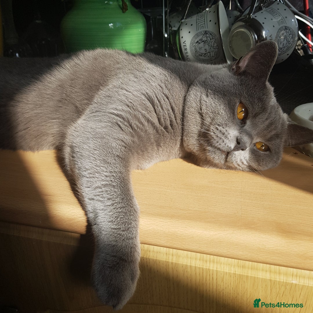 British Shorthair cats for stud: 💣👑Blue British Shorthair👑💣  in Brierley Hill - Image 5