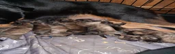 Mixed Breed dogs for sale: Rottweiler cross Shih Tzu puppies in Nottingham - Advert 2