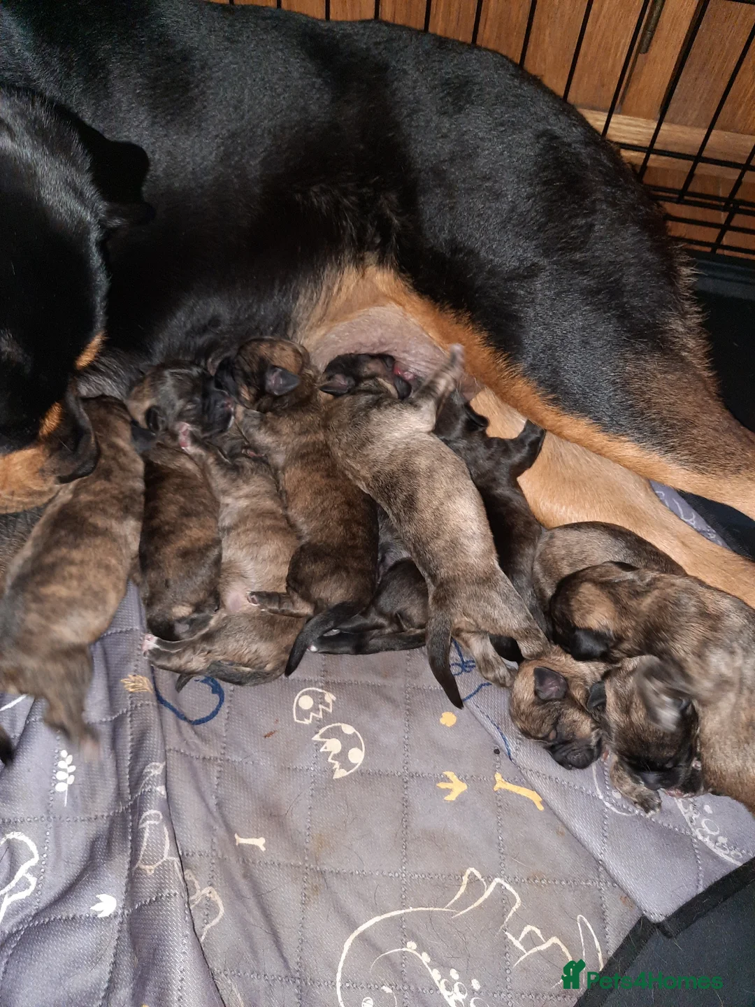 Mixed Breed dogs for sale: Rottweiler cross Shih Tzu puppies in Nottingham - Advert 2
