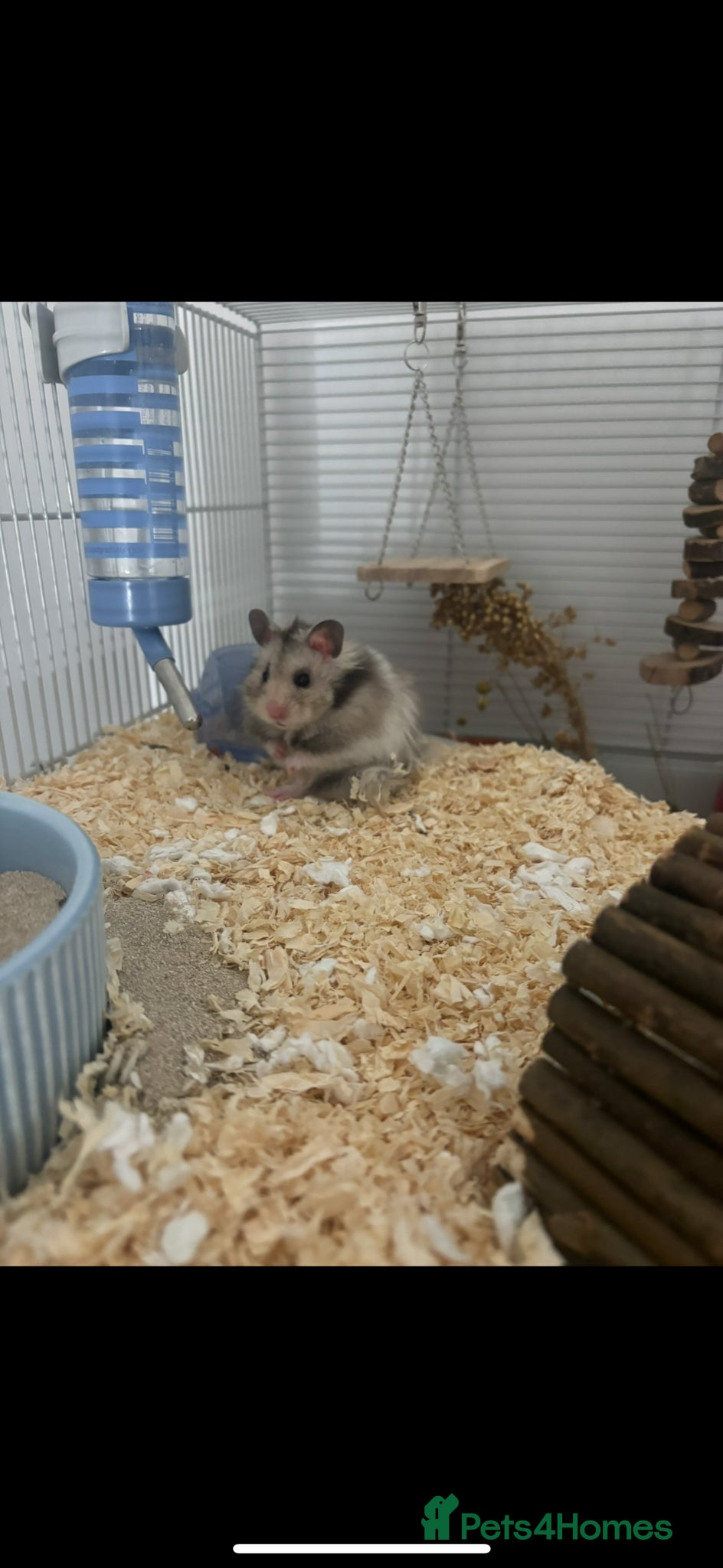 Hamster rodents for sale: Long haired Syrian hamster in Solihull - Advert 1