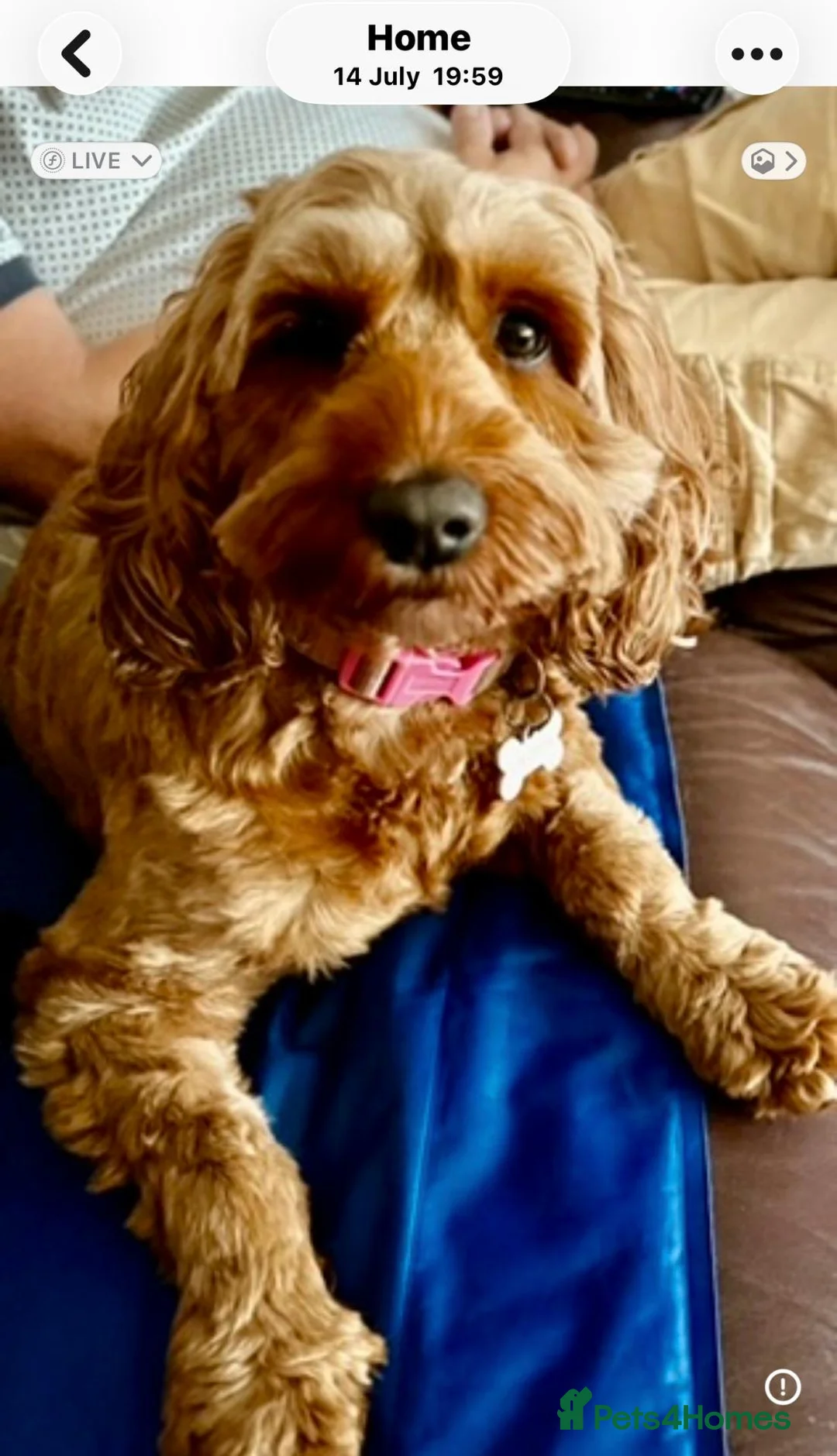 Cockapoo dogs for sale: 6 beautiful cockerpoo puppies 3 girls and 3 boys  in Saltash - Advert 11