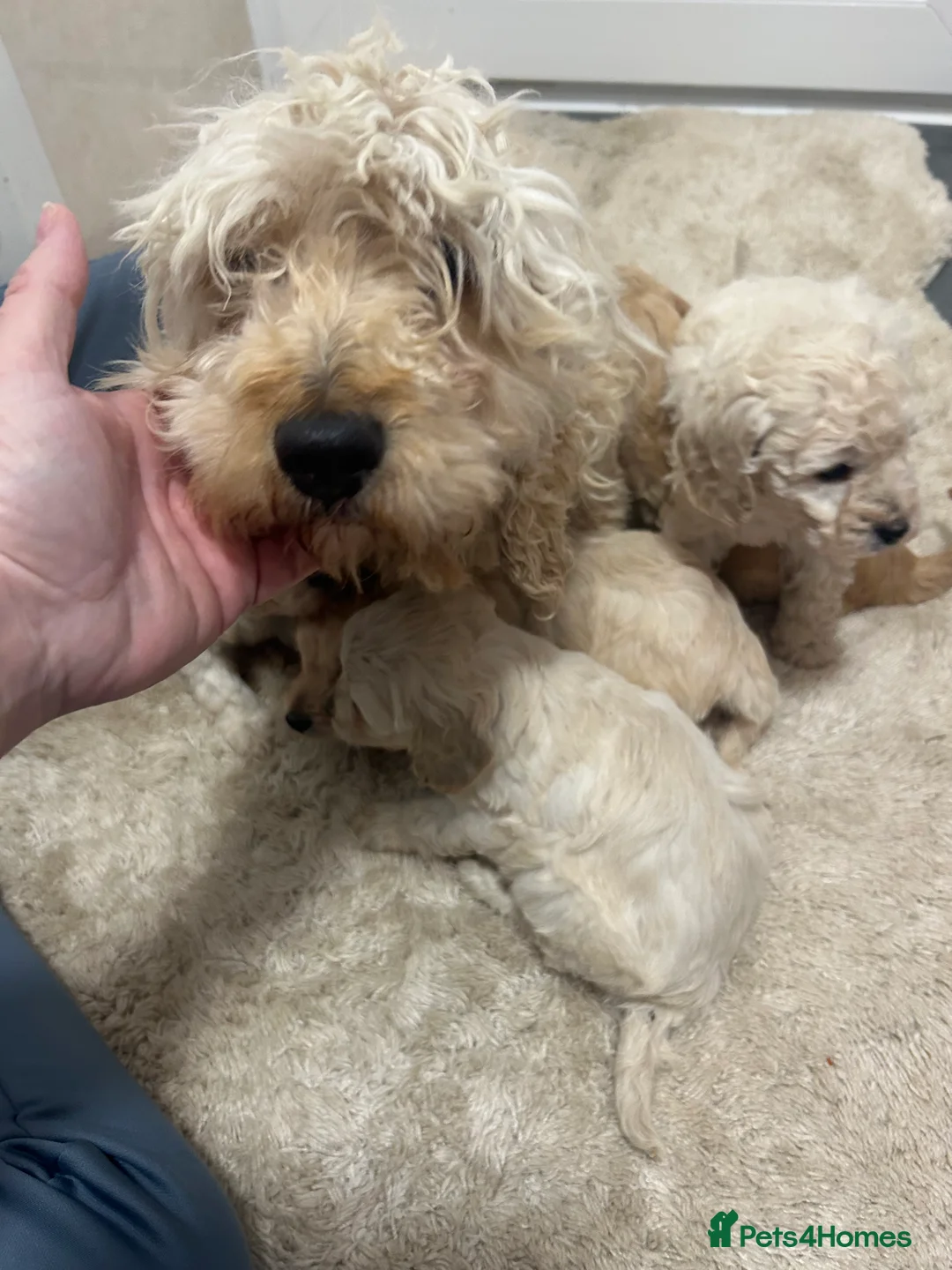 Cockapoo dogs for sale: F1b cockapoo  - Advert 3