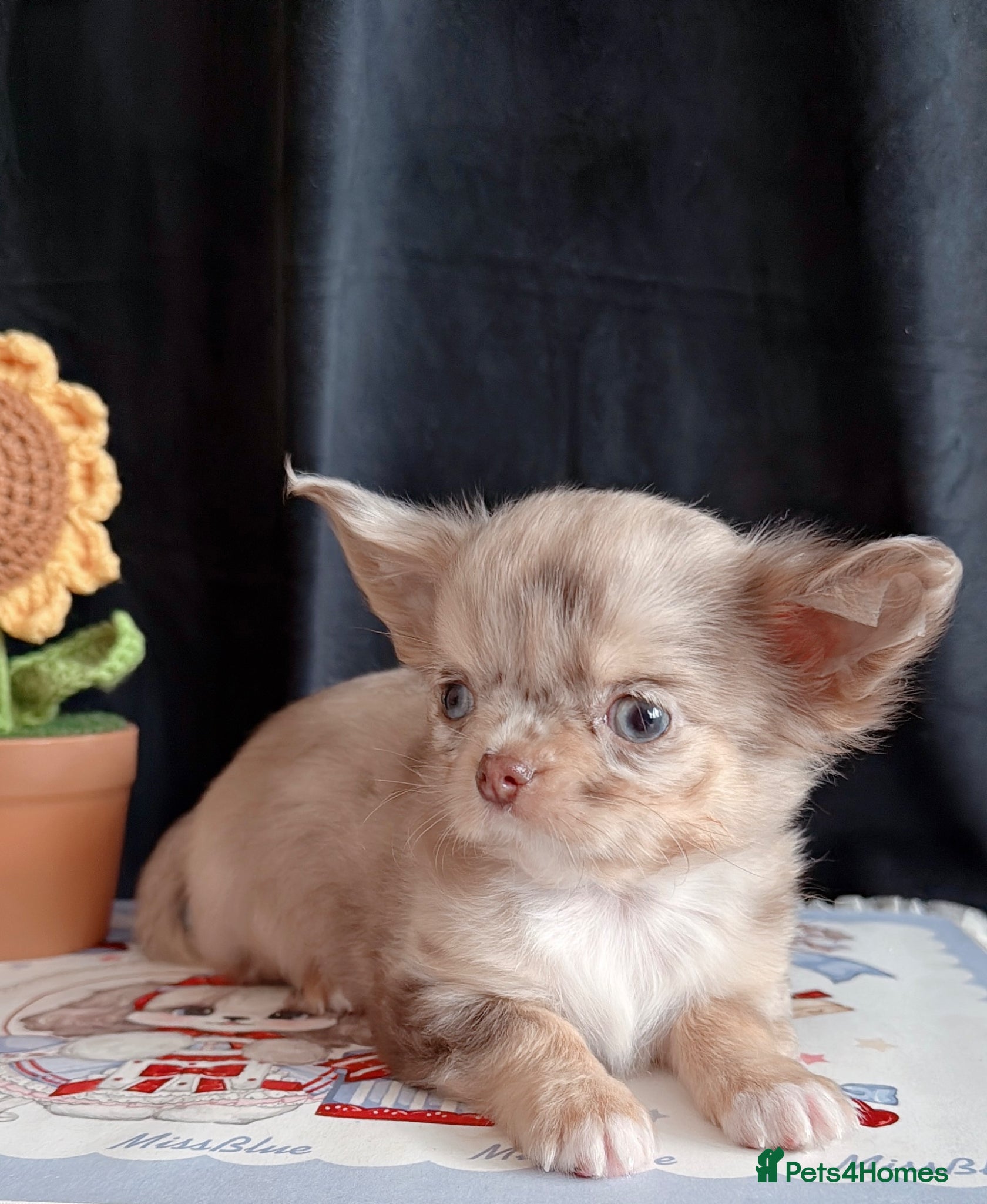 Chihuahua dogs Long haired chihuahuas  - Advert 2