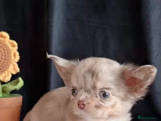 Chihuahua dogs Long haired chihuahuas - Advert 2