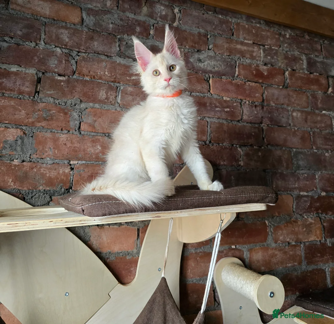 Maine Coon cats for sale: TICA MaineCoon Boy - Neutered  - Advert 17