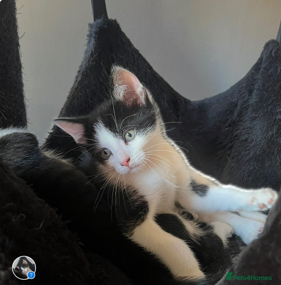 Mixed Breed cats Lovely kittens need a loving home - Advert 1