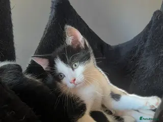 Mixed Breed cats Lovely kittens need a loving home - Advert 1