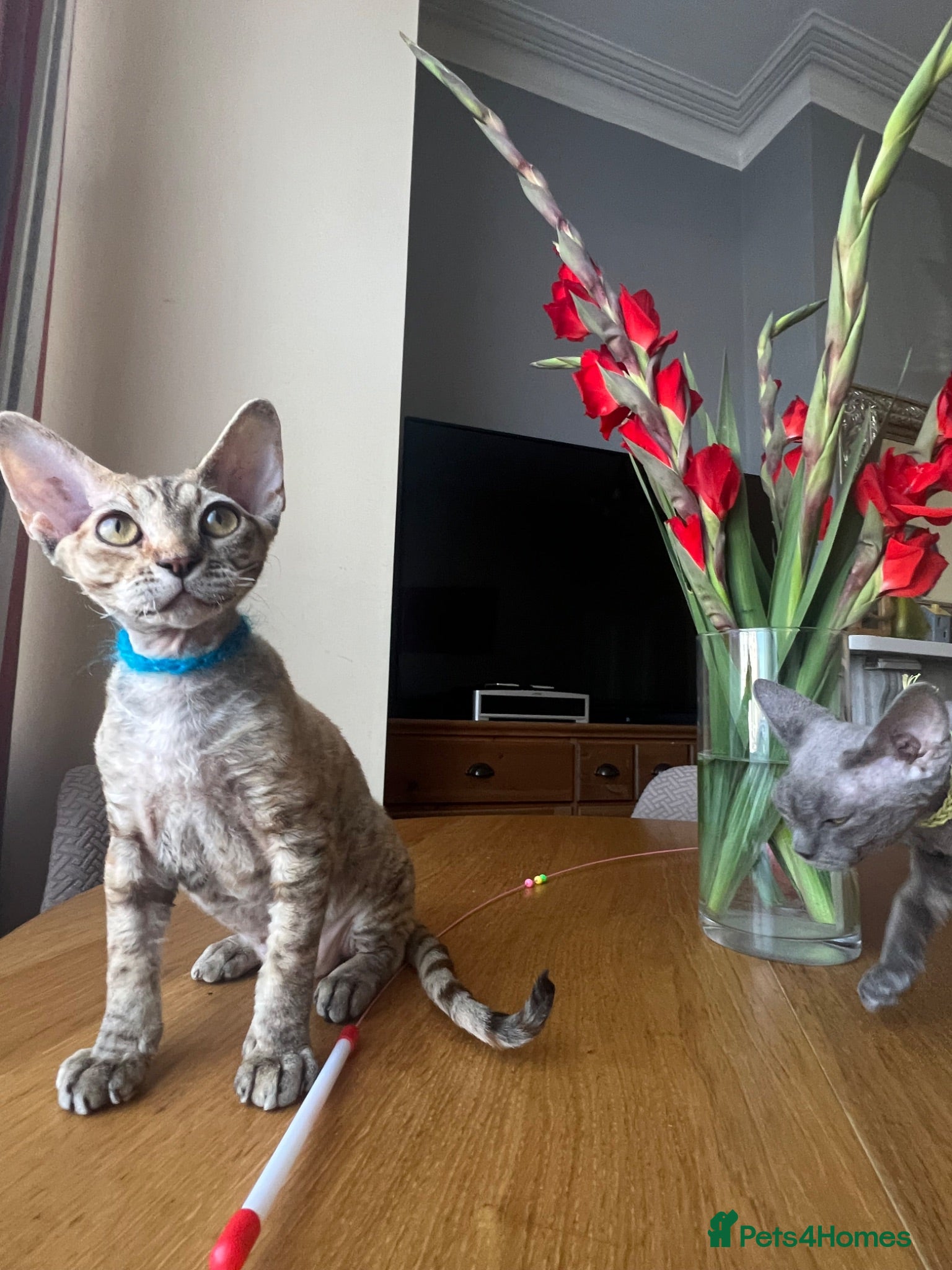 Devon Rex cats Pedigree Devon Rex last girl available  - Advert 6