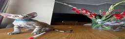 Devon Rex cats for sale: ❤️ OUR LAST GIRL FROM OUR SPRING LITTER  - Advert 26