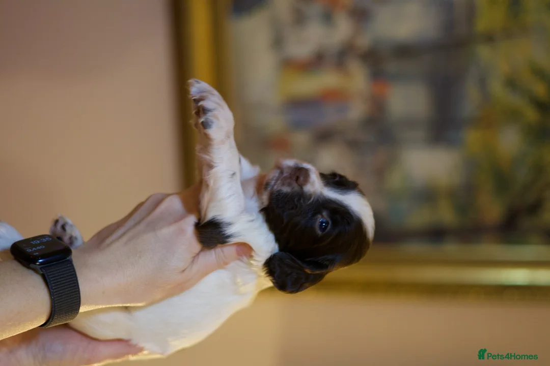 English Springer Spaniel dogs for sale: Stunning English Springer Spaniel Puppies - Advert 3
