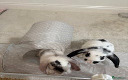 Mini Lop rabbits for sale: Mini lop rabbits for sale  - Image 3