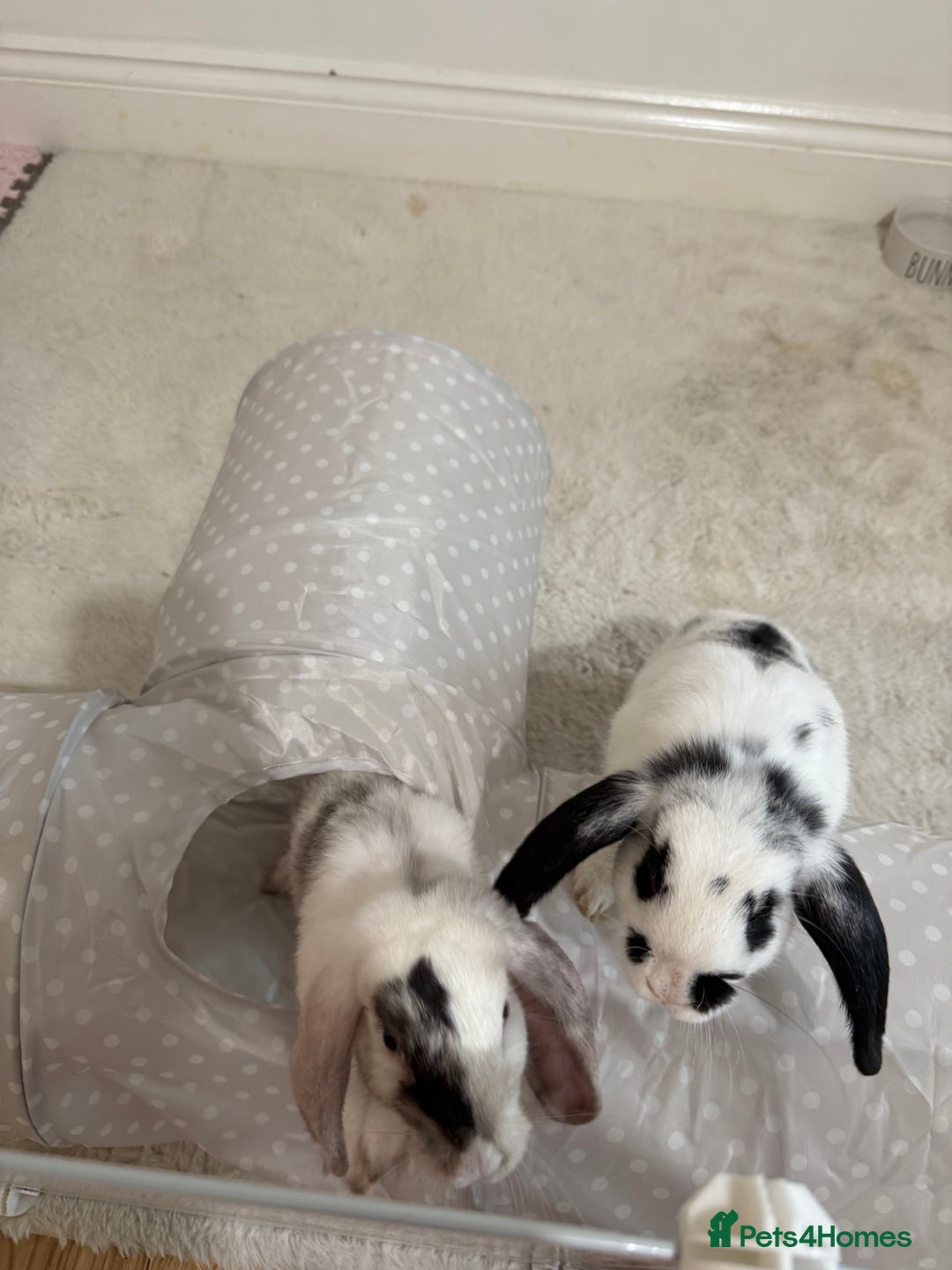 Mini Lop rabbits for sale: Mini lop rabbits for sale  - Image 3