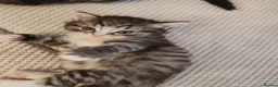 Ragdoll cats for sale: Ragdoll/tabby cross kittens in Liverpool - Advert 2