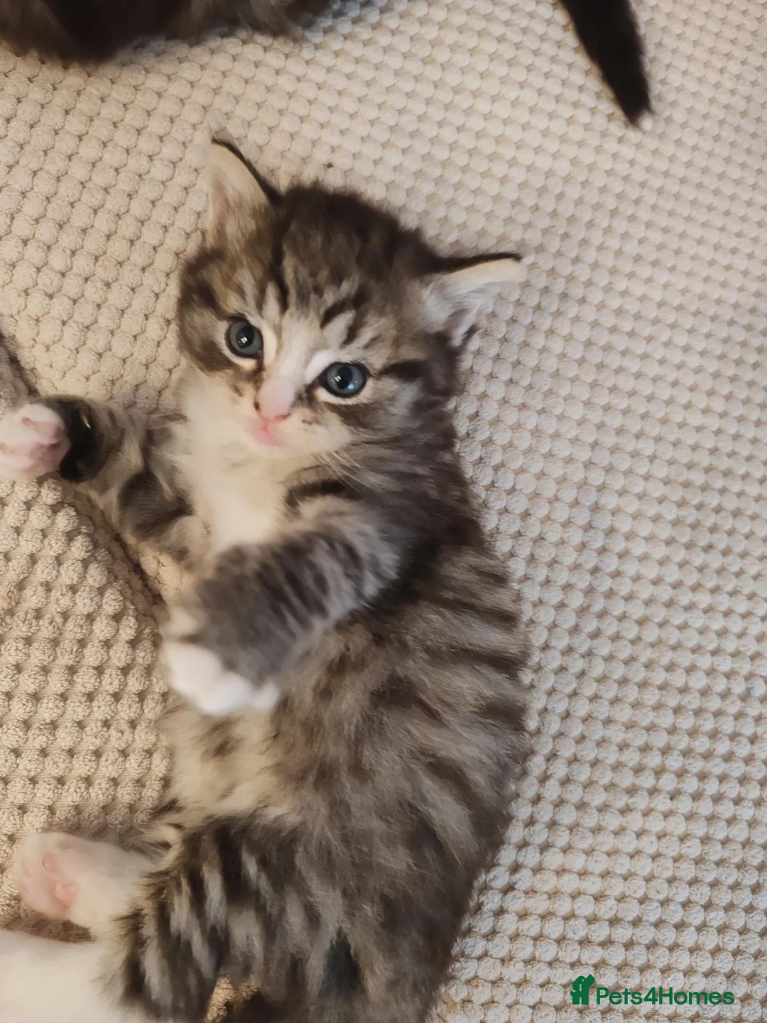 Ragdoll cats for sale: Ragdoll/tabby cross kittens in Liverpool - Advert 2