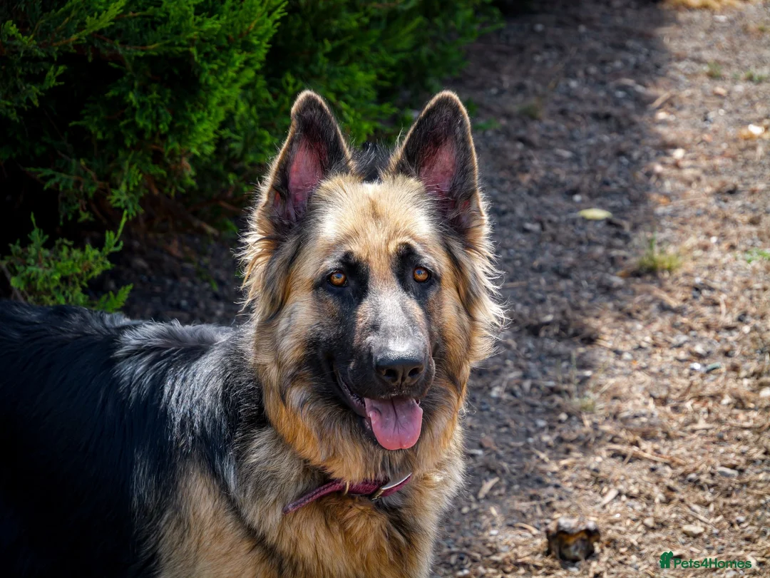 German Shepherd dogs for sale:  LONG COAT/SEMI LONG COAT GERMAN SHEPHERD PUPPIES - Advert 5