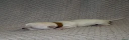 Chihuahua dogs for sale: 6 Beautiful Chihuahuas! - Advert 8