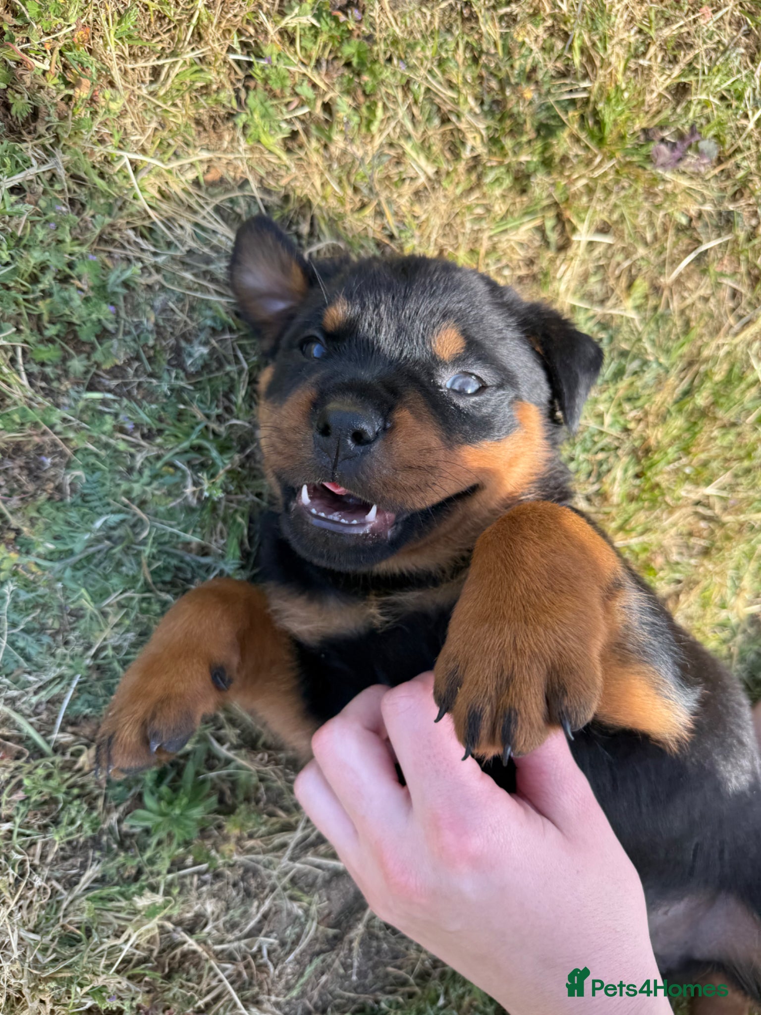 Rottweiler dogs 9 KC Registered Chunky Rottweiler Pups for Sale - Advert 6
