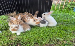 Mini Lop rabbits for sale: Beautiful mini lop cross rex kits  - Image 2