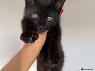 Russian Blue cats Elegant Russian Blue mixed breed, Ready Today! - Advert 3