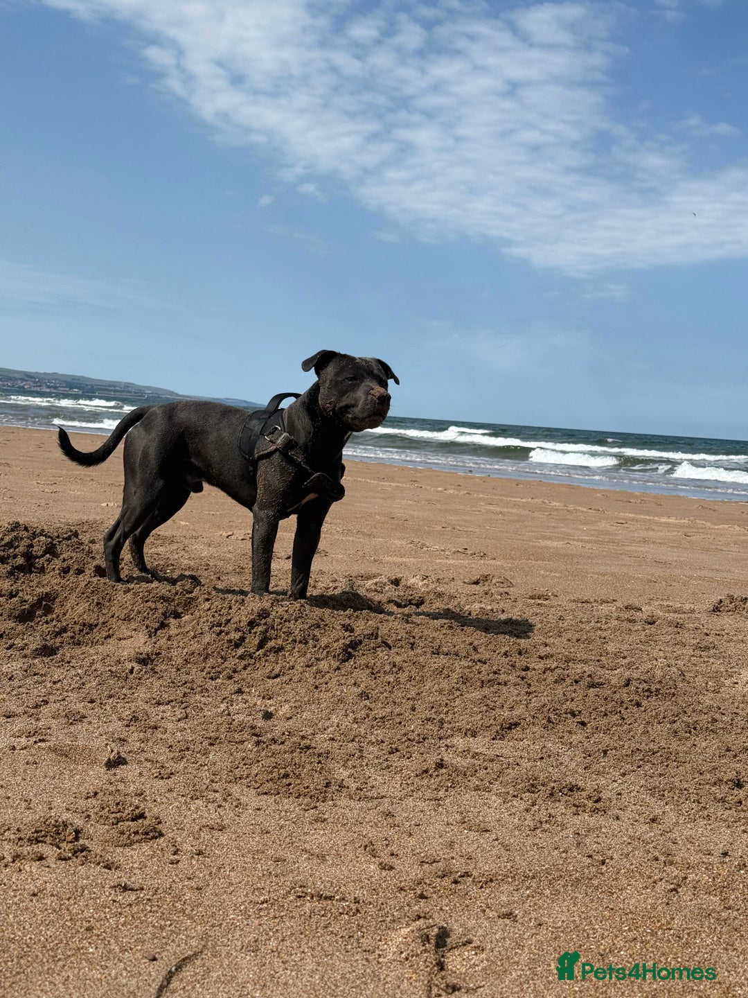 Staffordshire Bull Terrier dogs for stud: 🐾KC Registered Blue Staffordshire Bull Terrier🐾 - Advert 2