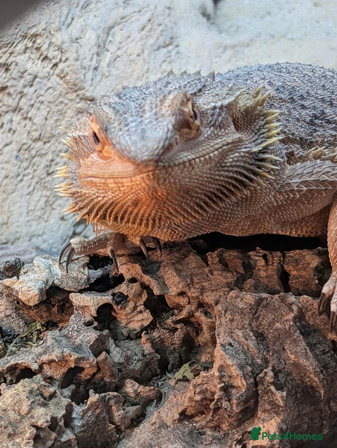 Bearded Dragon reptiles for sale: Bearded dragon with Vivarian  in Plymouth - Advert 2