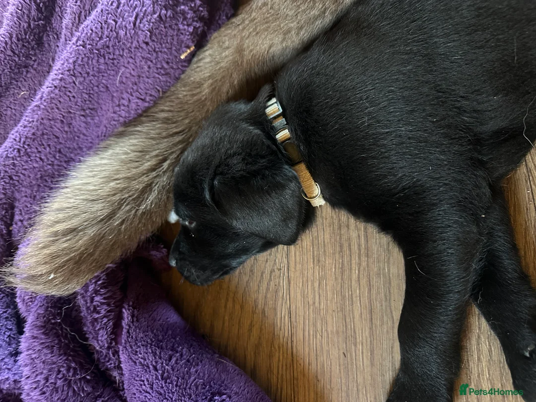 Labrador Retriever dogs for sale: 🔥 KC LABRADOR PUPPIES SILVER CHOCOLATE AND BLACK - Advert 40