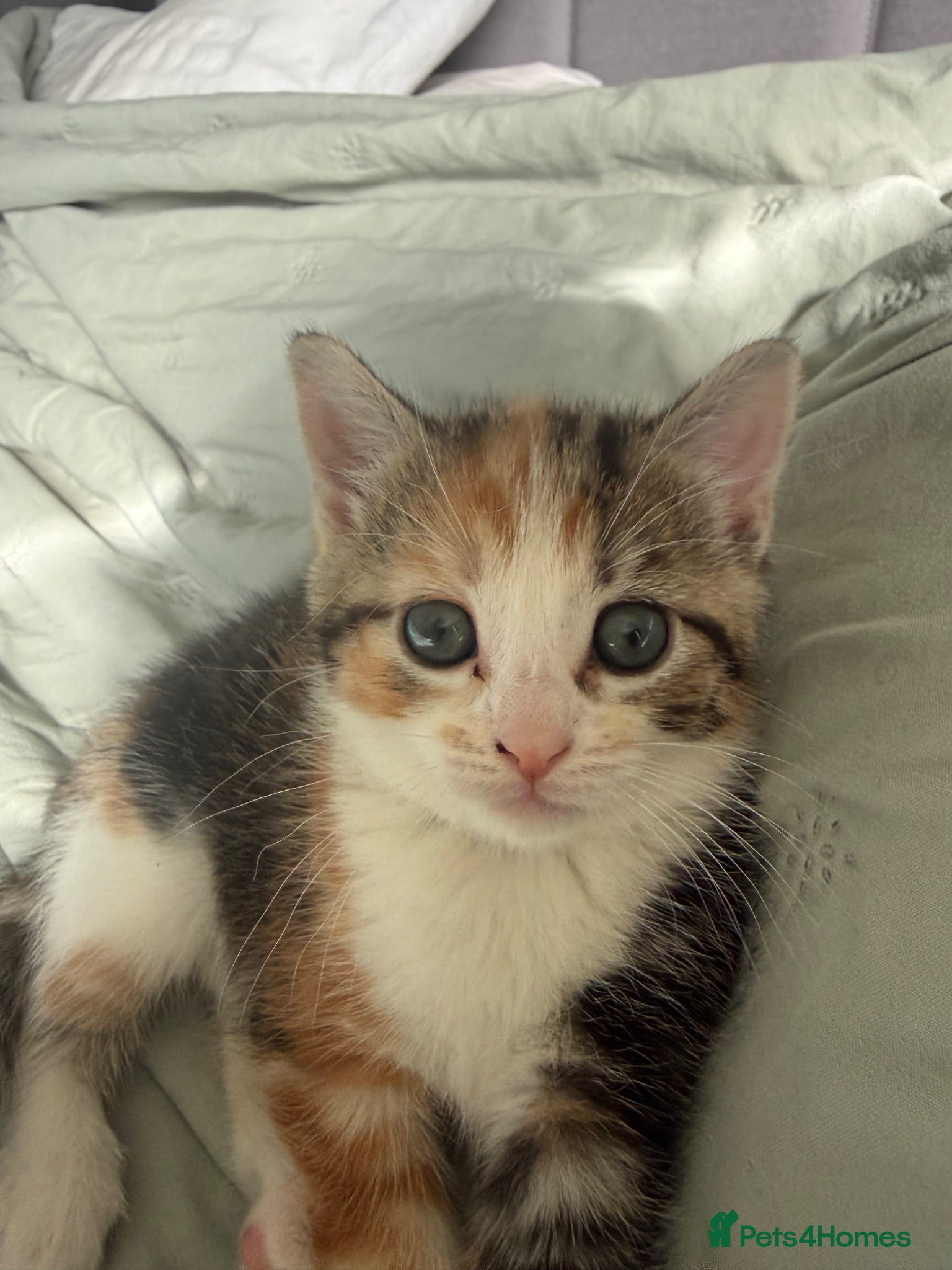 Mixed Breed cats 3 little adorable kittens - Advert 9
