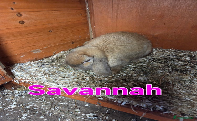 Mini Lop rabbits - Advert 11