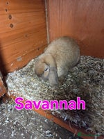 Mini Lop rabbits - Advert 13