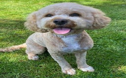 Cavapoo dogs for sale: Extensively health tested F1b teddy bear Cavapoos  - Advert 4