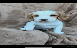 Cocker Spaniel dogs for sale: Gorgeous kc registered cocker spaniel puppies - Image 19