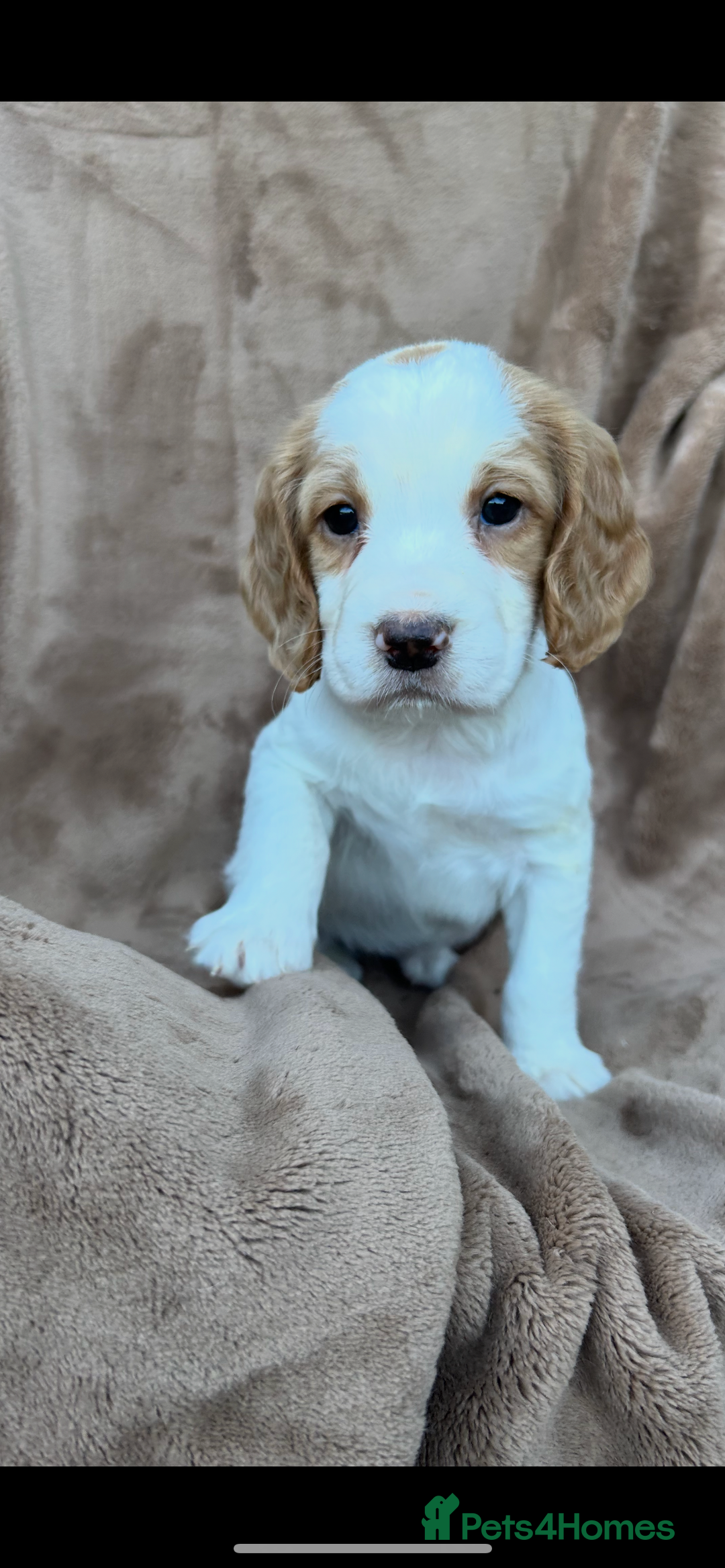 Cocker Spaniel dogs for sale: Gorgeous kc registered cocker spaniel puppies - Image 19