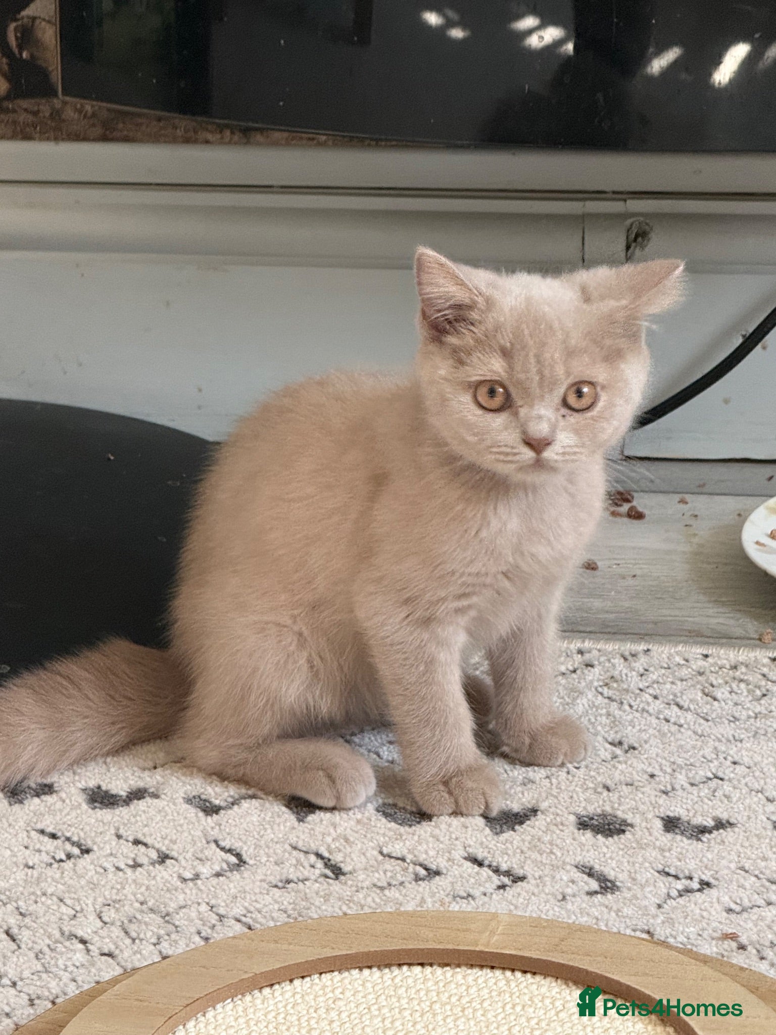 British Shorthair cats 🐾TICA REG BEAUTIFUL BSH 🐾   - Advert 1