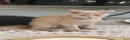 British Shorthair cats for sale: 🐾BEAUTIFUL BSH 2 LEFT READY TO GO🐾   - Advert 12