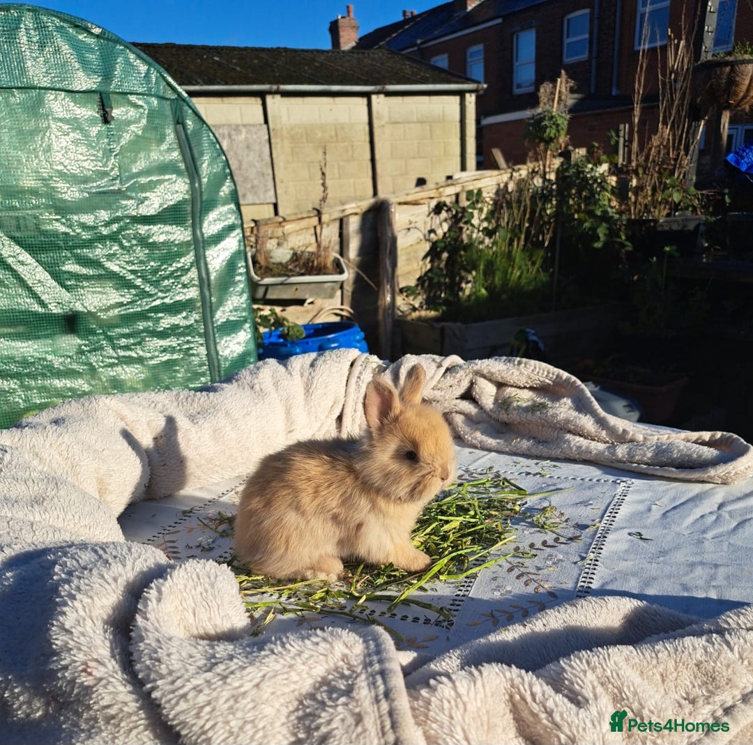 Angora rabbits for sale: Gorgeous Angora Rabbits, Pure Bred Full Faced. - Advert 28