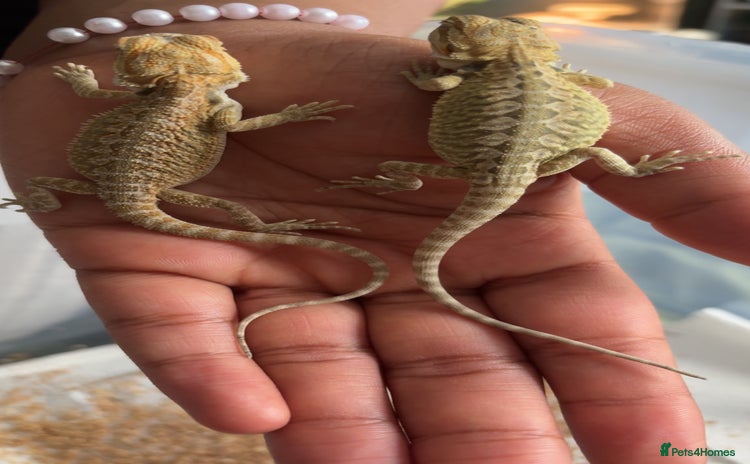 Bearded Dragon reptiles - Advert 9