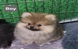 Pomeranian dogs for sale: Pomeranian  - Image 5