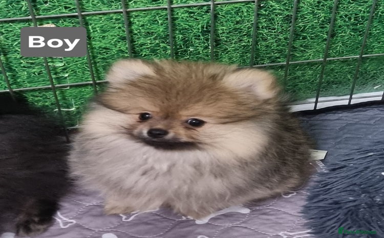 Pomeranian dogs - Advert 1