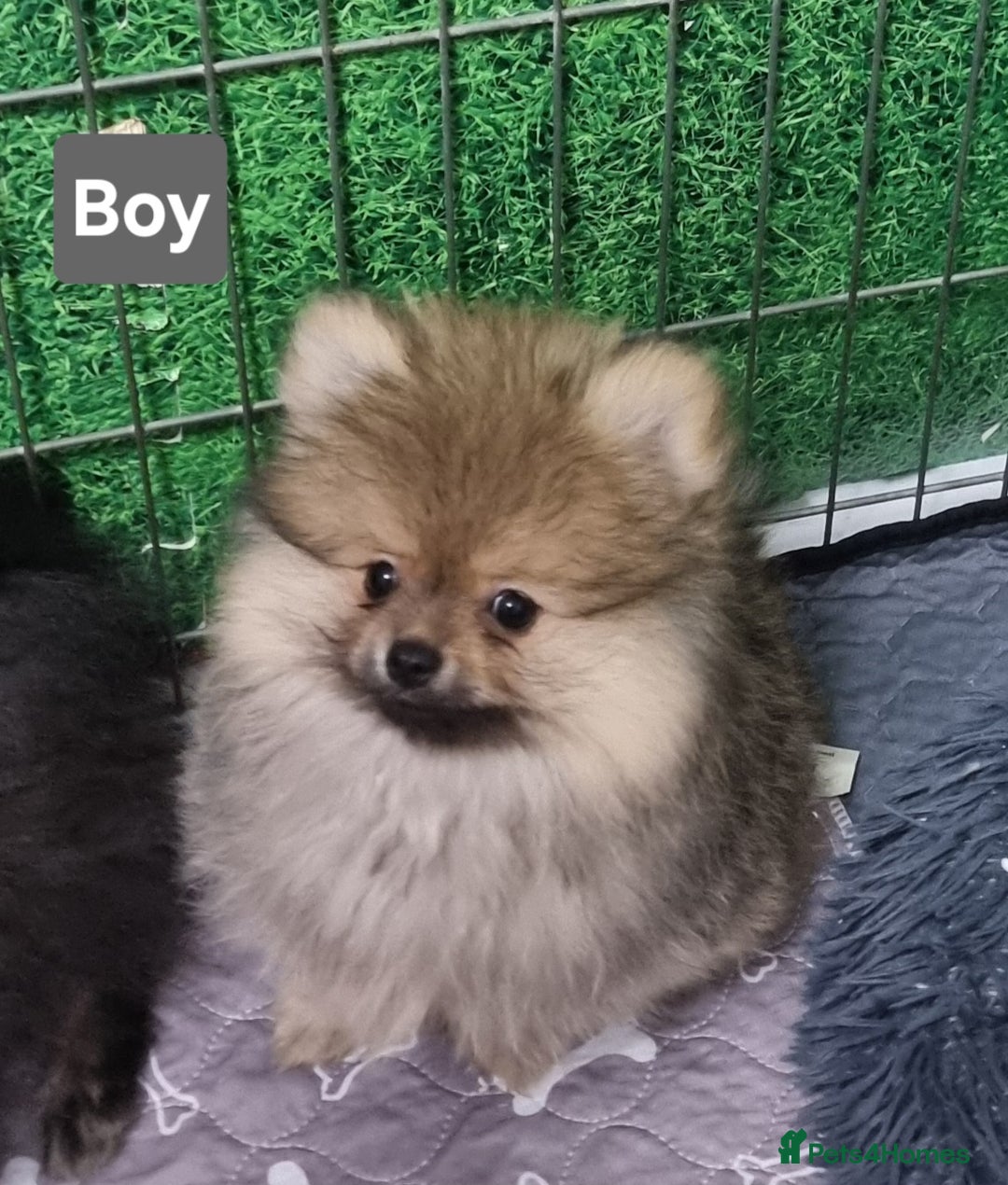 Pomeranian dogs for sale: Pomeranian  - Image 5