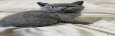 British Shorthair Kitten 3